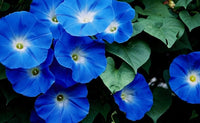 Morning Glory Blumensamen leuchtend Garten Blüten