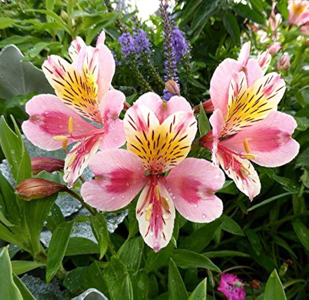 Peruvian Lilie Alstroemeria spp Gemischt Blumensamen zur Aussaat Garten und Blume Beet