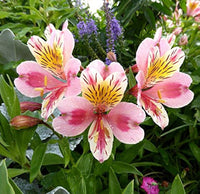 Peruvian Lilie Alstroemeria spp Gemischt Blumensamen zur Aussaat Garten und Blume Beet