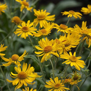 Helenium hoopesii golden blume samen for golden blooms