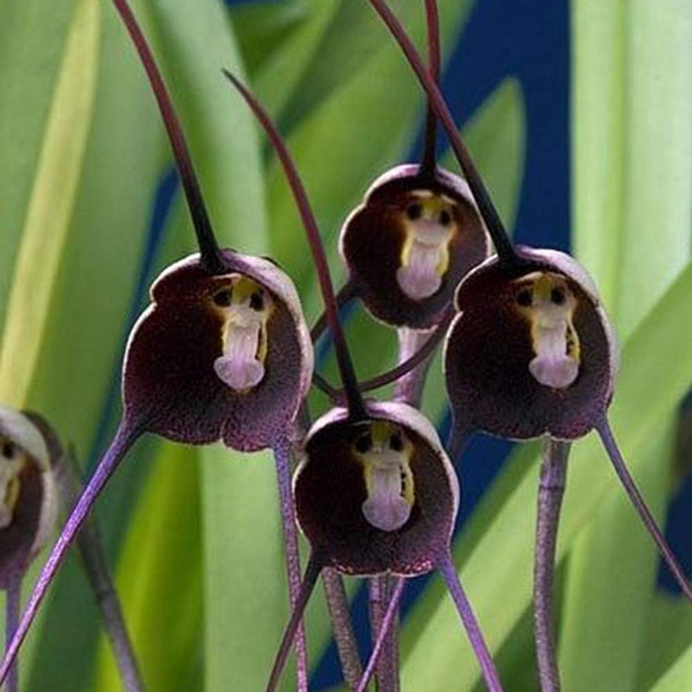 Violet monkey face blume samen for anpflanzung - colorful display, heirloom & gmo free samen for home garten
 
 sale samen for anpflanzung in home garten