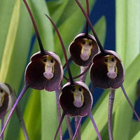 Violet monkey face blume samen for anpflanzung - colorful display, heirloom & gmo free samen for home garten
 
 sale samen for anpflanzung in home garten