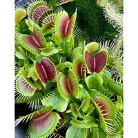 Grün Sundew Blumensamen zur Aussaat – kompakt Wuchs – Traditionssorte & ohne Gentechnik Samen Hausgarten