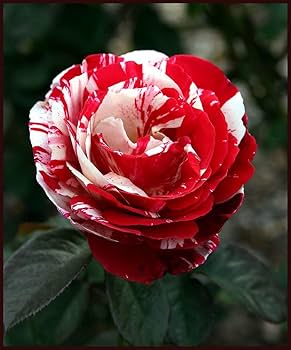 selten Dragon Rose Blumensamen zur Aussaat – farbenfroh Schau – Traditionssorte & ohne Gentechnik Samen Hausgarten