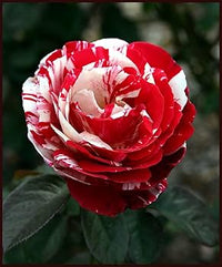 selten Dragon Rose Blumensamen zur Aussaat – farbenfroh Schau – Traditionssorte & ohne Gentechnik Samen Hausgarten