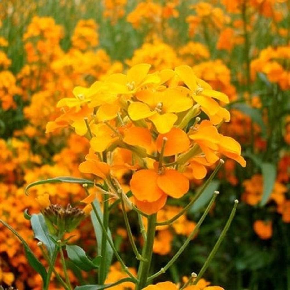 Siberian Wallflower Samen farbenfroh und Resilient Garten Blüten