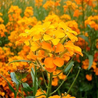 Siberian Wallflower Samen farbenfroh und Resilient Garten Blüten