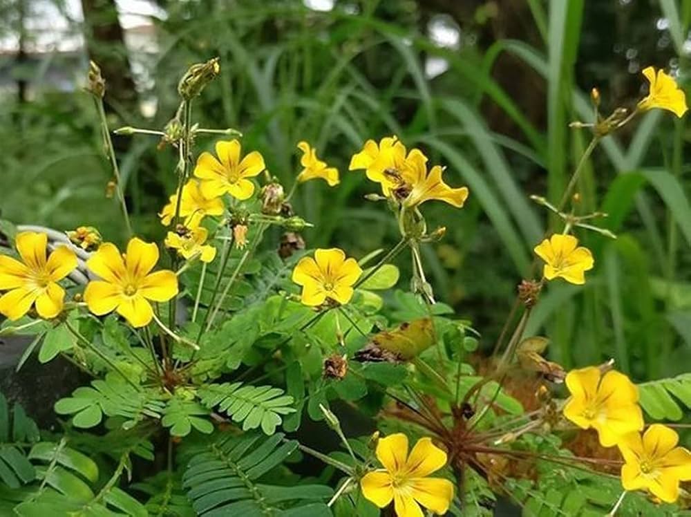 Biophytum Blumensamen zur Aussaat – Garten beliebt – Traditionssorte & ohne Gentechnik Samen Hausgarten
