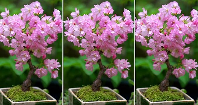 hell Rosa Simsii Bonsai Blumensamen zur Aussaat robust Sorte Traditionssorte & ohne Gentechnik Samen Hausgarten