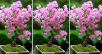 hell Rosa Simsii Bonsai Blumensamen zur Aussaat robust Sorte Traditionssorte & ohne Gentechnik Samen Hausgarten
