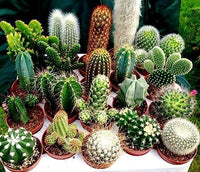 Mixed opuntia blume samen for anpflanzung - cottage garten essential, heirloom & gmo free samen for home garten
 
 sale samen for anpflanzung in home garten