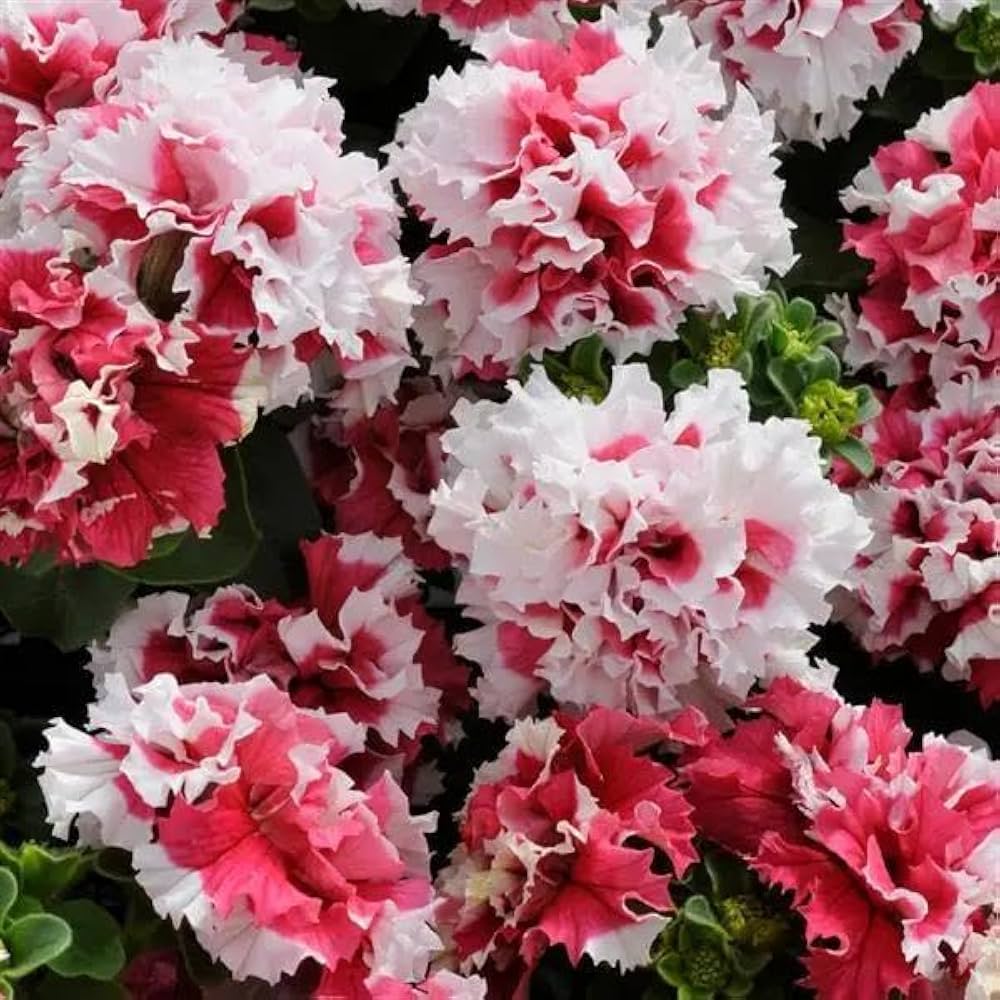 Petunie Samen Containers und Blume Beds