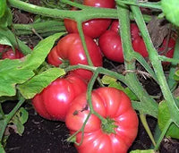 Brandywine Rot Tomate Samen for Sweet, Traditionell Rot Tomatees