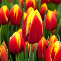 Tulpe Gelb Rot Blumensamen zur Aussaat – hochwertige Qualitäts- – Traditionssorte & ohne Gentechnik Samen Hausgarten