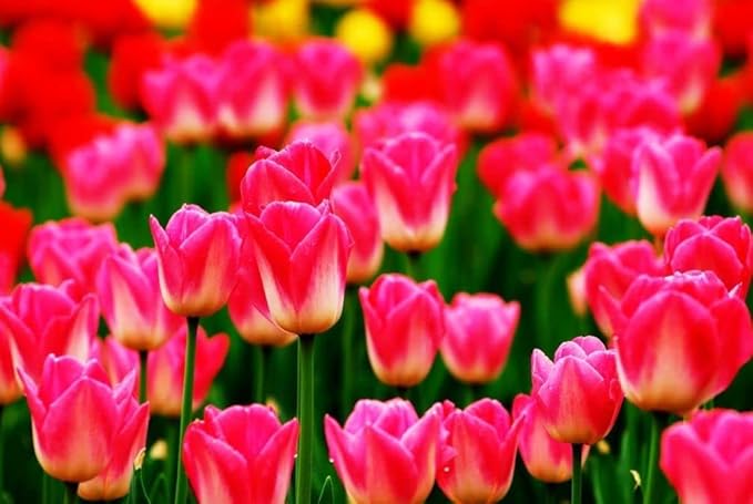 gefüllt Tulpe Samen – selten Blumensamen – mehrjährig Bonsai Pflanze – Gift Hausgarten