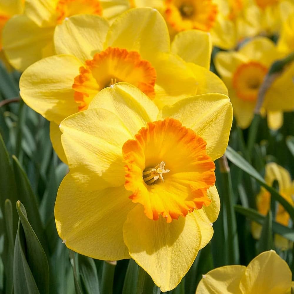 Orange Gelb Daffodils Samen Blumensamen zur Aussaat farbenfroh Schau Traditionssorte & ohne Gentechnik Samen Hausgarten