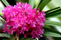 klein Rosa Ascocentrum Ampullaceum Samen zur Aussaat