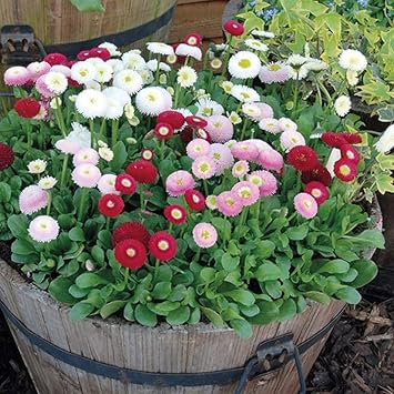 Mixed bellis perennis blume samen for anpflanzung - low maintenance, heirloom & gmo free samen for home garten
 
 sale for anpflanzung in home garten