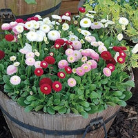 Mixed bellis perennis blume samen for anpflanzung - low maintenance, heirloom & gmo free samen for home garten
 
 sale for anpflanzung in home garten
