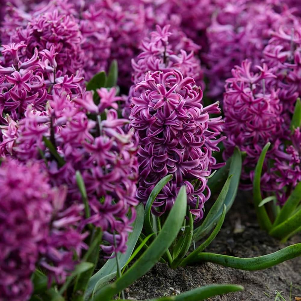 Rot Hyacinth Blumensamen zur Aussaat – sonnenliebend – Traditionssorte & ohne Gentechnik Samen Hausgarten