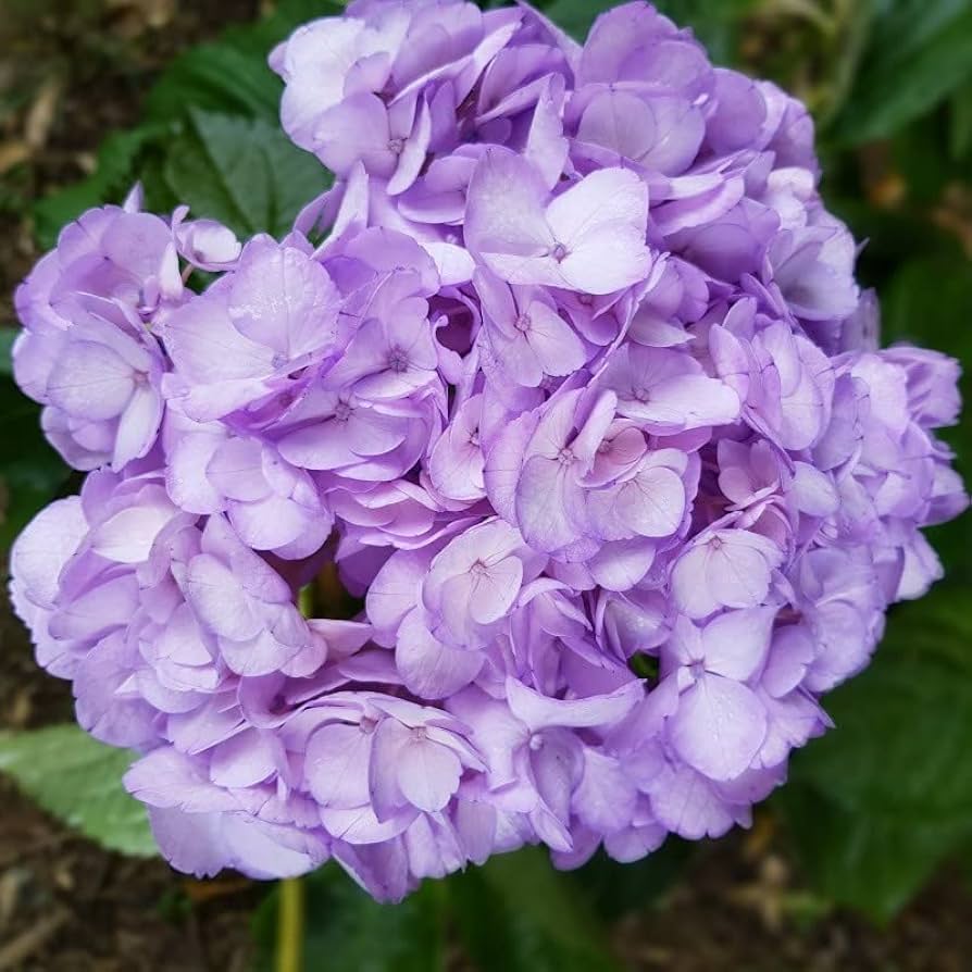 Hortensie Samen zur Aussaat Hortensie Macrophylla Blume Beet border Garten