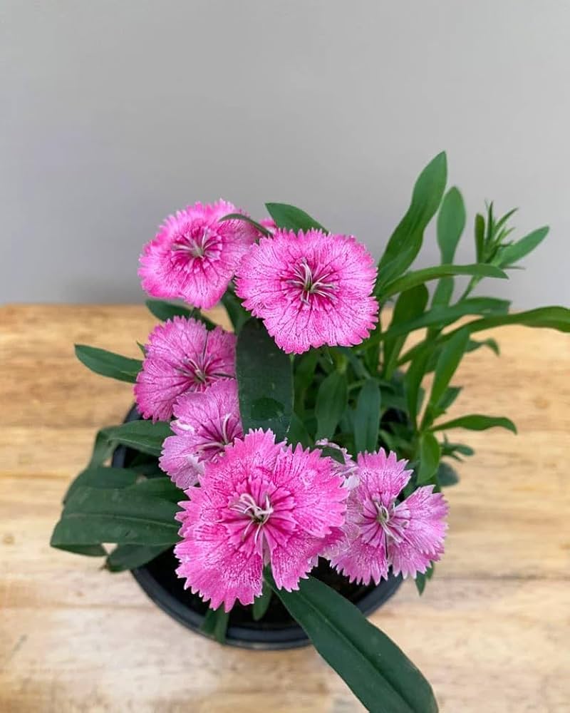 Nelke Barbatus Samen zur Aussaat Hausgarten Blume Beet