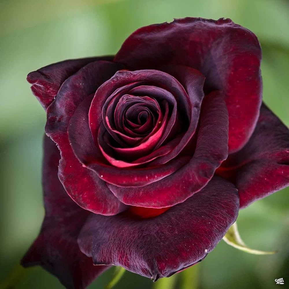 Rose Samen Garten – Classic Blume Blüten