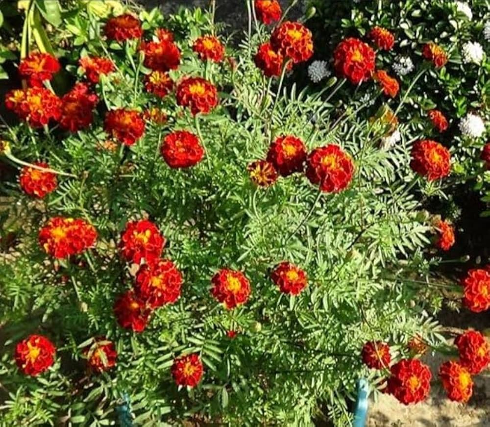 Rot Blume Pot Blumensamen zur Aussaat – leuchtend – Traditionssorte & ohne Gentechnik Samen Hausgarten