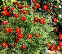 Rot Blume Pot Blumensamen zur Aussaat – leuchtend – Traditionssorte & ohne Gentechnik Samen Hausgarten