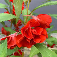 Rosa Springkraut Kamelie Blumensamen zur Aussaat duftend Blüten Traditionssorte & ohne Gentechnik Samen Hausgarten