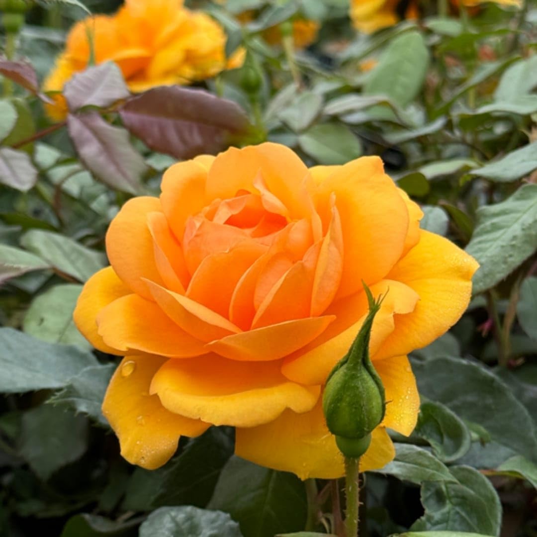Goldish Gelb Rose Blumensamen zur Aussaat – Drought verträglich – Traditionssorte & ohne Gentechnik Samen Hausgarten