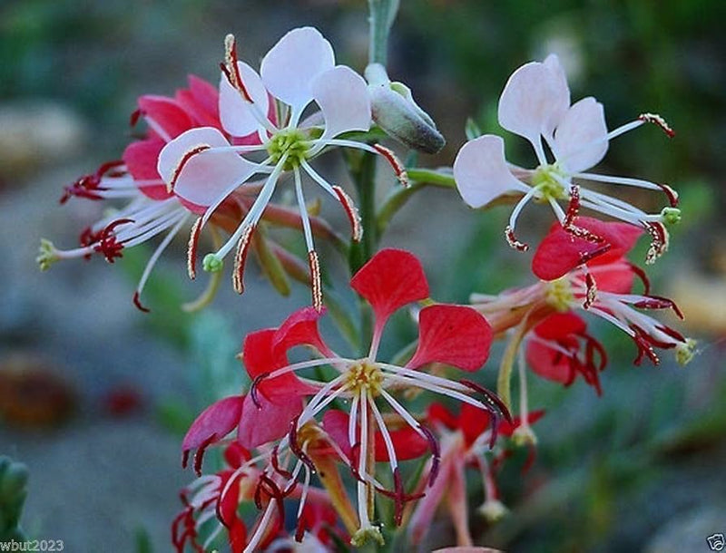 Semillas de flores de Gaura rojas para sembrar – mezcla de flores silvestres – variedad tradicional y sin OGM, semillas para el jardín doméstico
