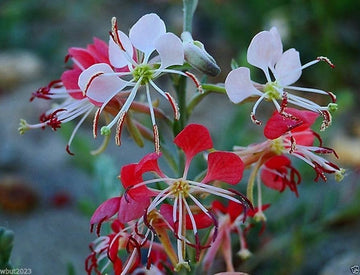 Rot Gaura Blumensamen zur Aussaat – Wildblume Mischung – Traditionssorte & ohne Gentechnik Samen Hausgarten