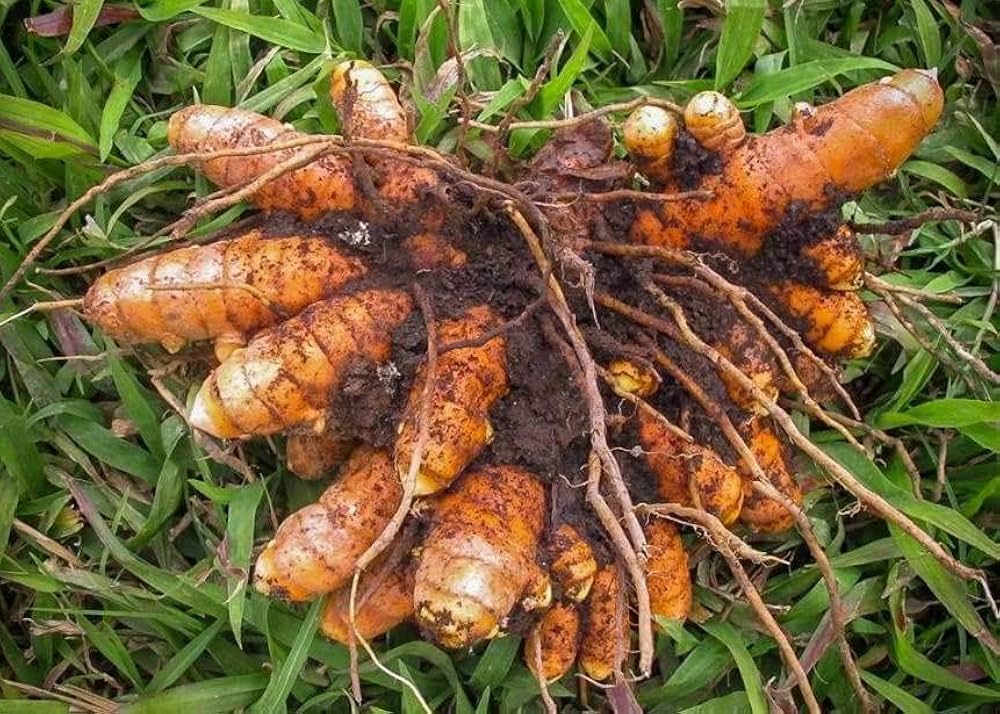 Curcuma Orange Kraut  Samen zur Aussaat leuchtend Garten