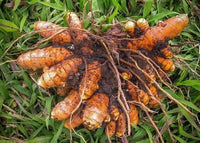 Curcuma Orange Kraut  Samen zur Aussaat leuchtend Garten