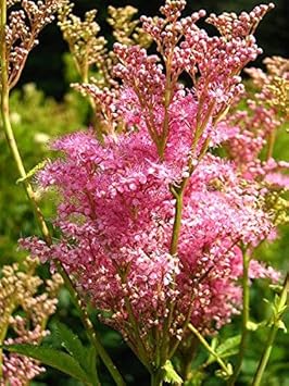 Rosa filipendula rubra blume samen for anpflanzung - hardy variety, heirloom & gmo free samen for home garten
 
 sale for anpflanzung in home garten