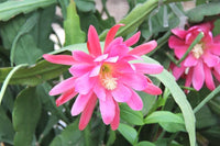 Rosa Epiphyllum Blumensamen zur Aussaat – Drought verträglich – Traditionssorte & ohne Gentechnik Samen Hausgarten