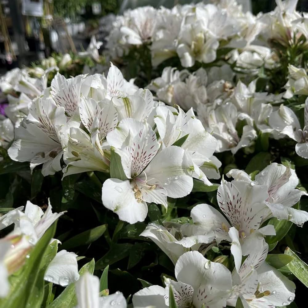 Weiß Alstroemeria Blumensamen zur Aussaat – robust Sorte – Traditionssorte & ohne Gentechnik Samen Hausgarten