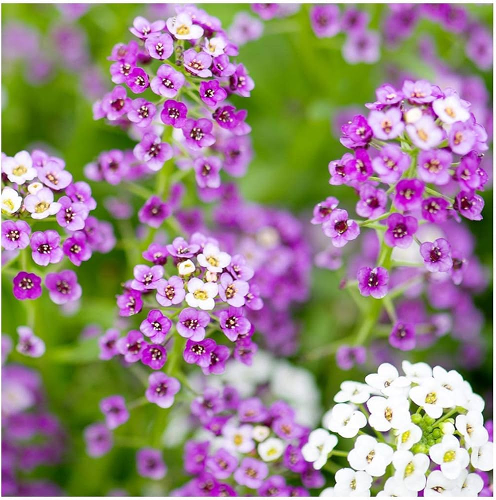 Alyssum royal carpet for anpflanzung in blume bed