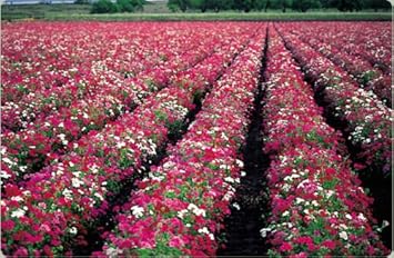Mixed drummond blume samen for anpflanzung - sun loving, heirloom & gmo free samen for home garten
 
 sale for anpflanzung in home garten