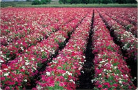 Mixed drummond blume samen for anpflanzung - sun loving, heirloom & gmo free samen for home garten
 
 sale for anpflanzung in home garten