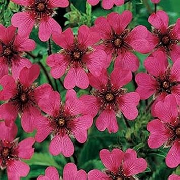 Rosa cinquefoil blume samen for anpflanzung - hardy variety, heirloom & gmo free samen for home garten
sale for anpflanzung in home garten.