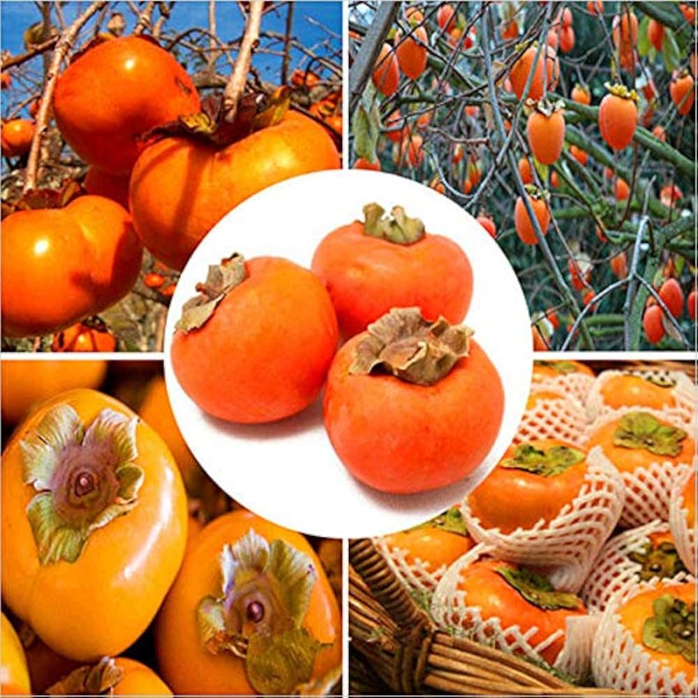 Diospyros Kaki Samen zum Pflanzen
