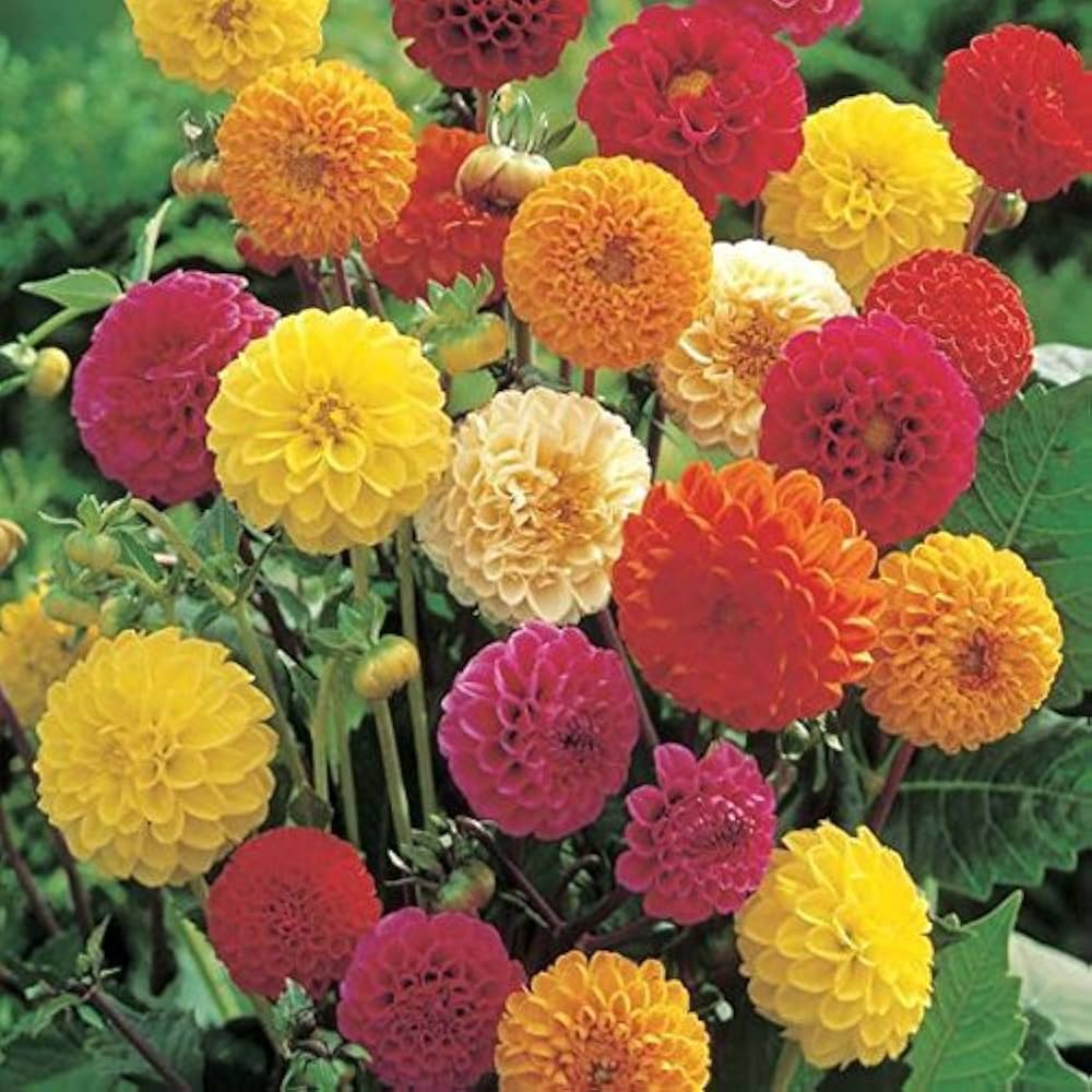Mischung Dahlie Fantasy Blumensamen zur Aussaat – Drought verträglich – Traditionssorte & ohne Gentechnik Samen Hausgarten