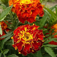 Studentenblume Janie Spry Französisch Studentenblume Samen zur Aussaat Blume Beet
