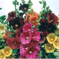 Orange Stockrose Alcea rosea Samen zur Aussaat Blume Beet