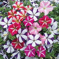 Petunie Samen zur Aussaat – leuchtend Blumen Blume Beet & Urban Garten
