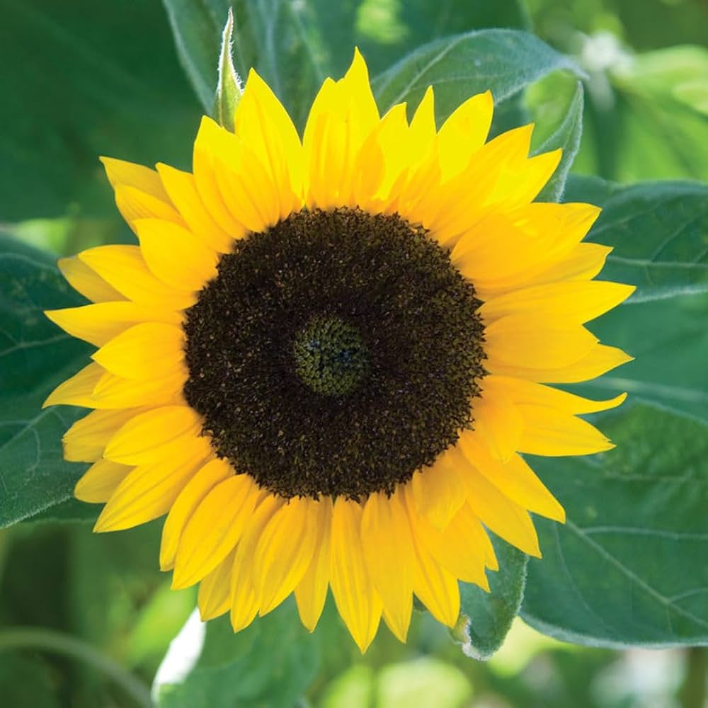 Sonnenblume Samen zur Aussaat Helianthus Annuus Sorte Mischung Garten border sunny yard