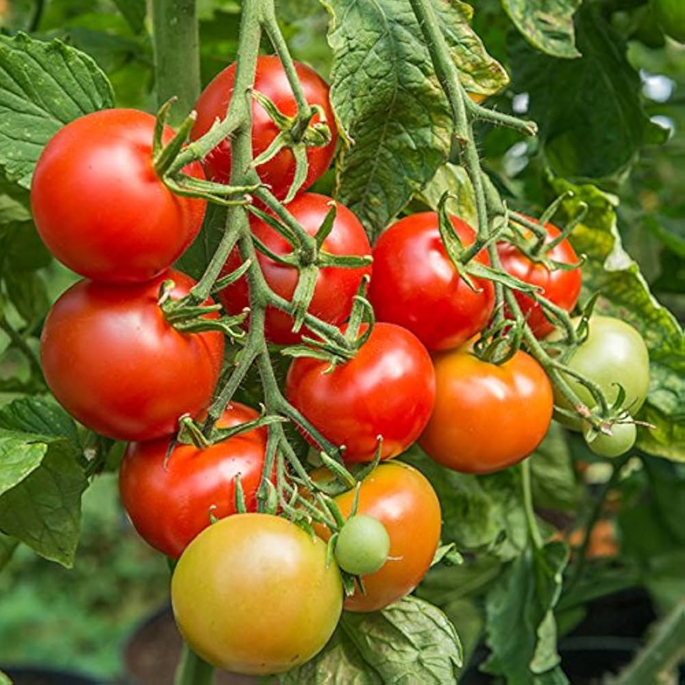 Reisenden 76 Tomate Samen for High-Yield, Flavorful Tomatees