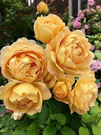 Cream rose blume samen for anpflanzung garten favorite heirloom & gmo free samen for home garten 
 
 sale for anpflanzung in home garten